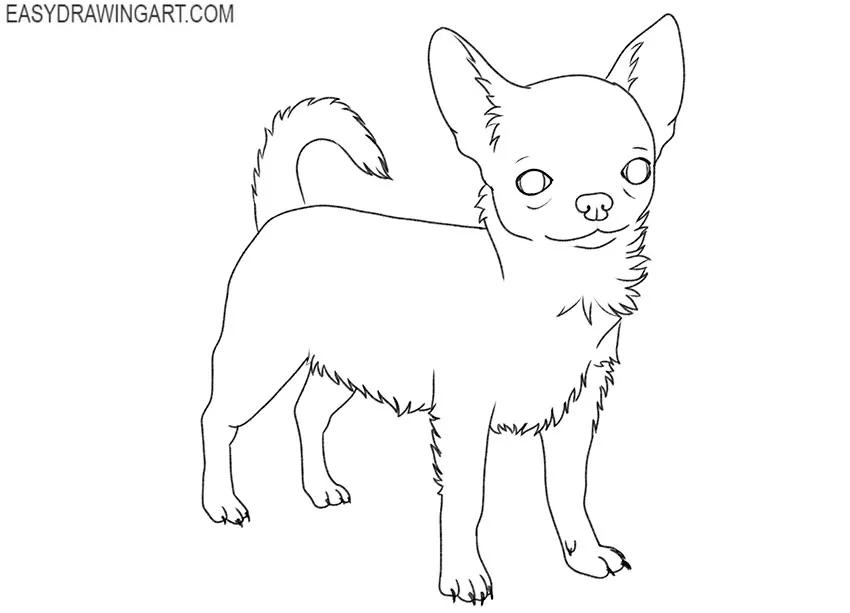 how to draw a chihuahua for beginners