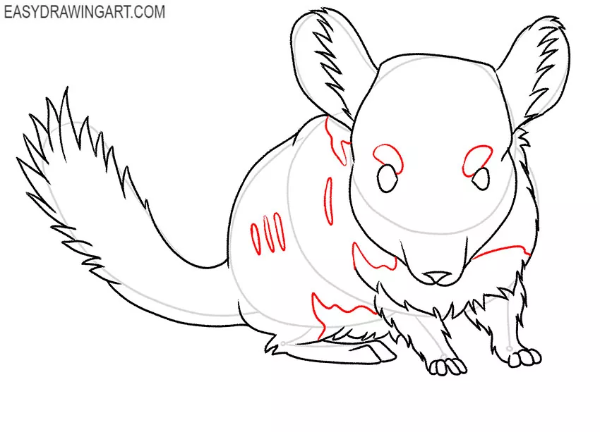 how to draw a chinchilla for beginners