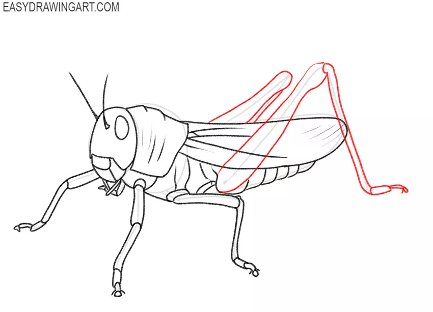 realistic grasshopper drawing