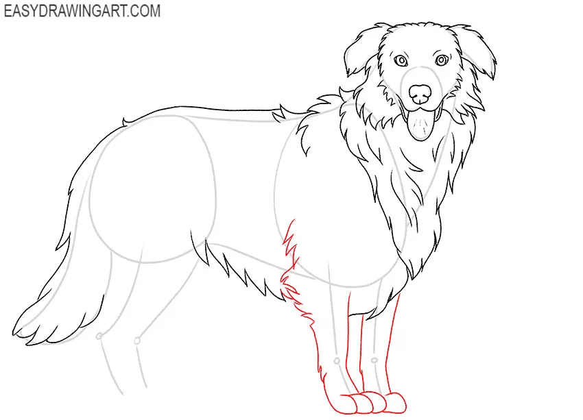 Australian Shepherd drawing guide for beginners