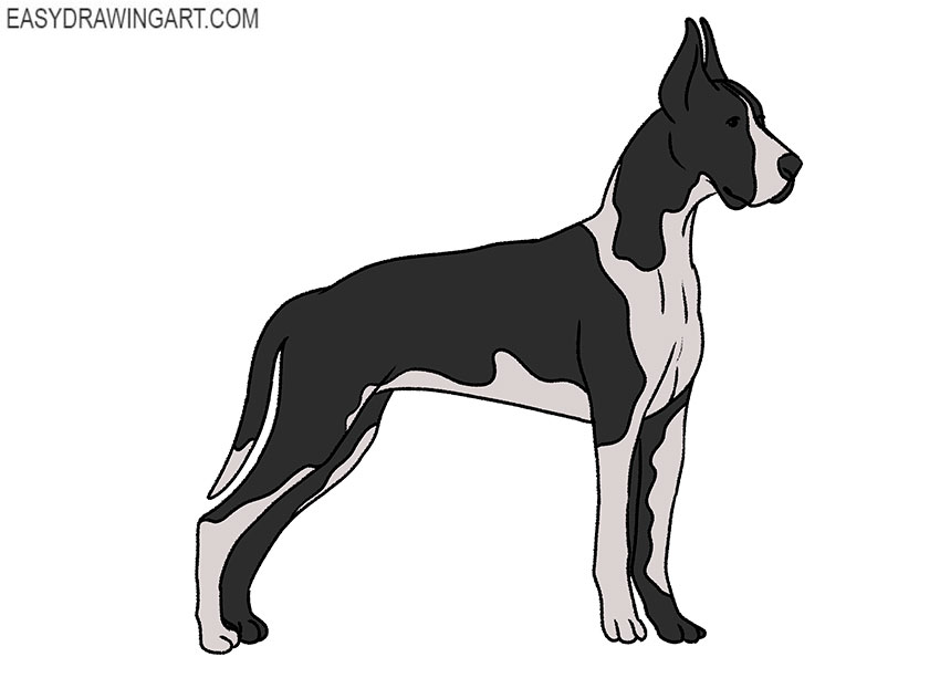 Great Dane Dog Vector Hand Drawing Portrait Vector Stock Illustration -  Download Image Now - Dog, Great Dane, White Background - iStock