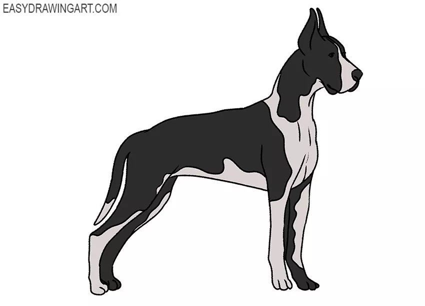 Great Dane drawing for beginners