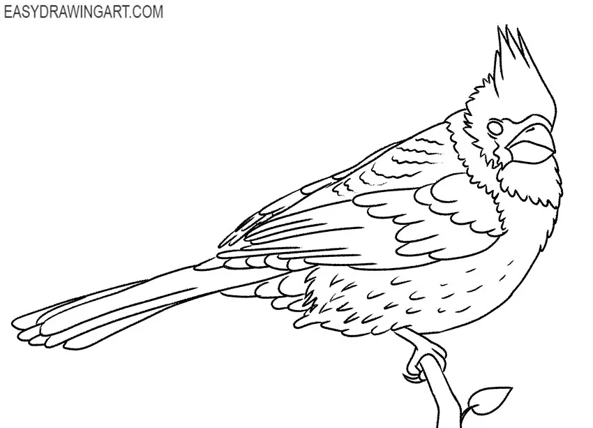 cardinal bird drawing tutorial