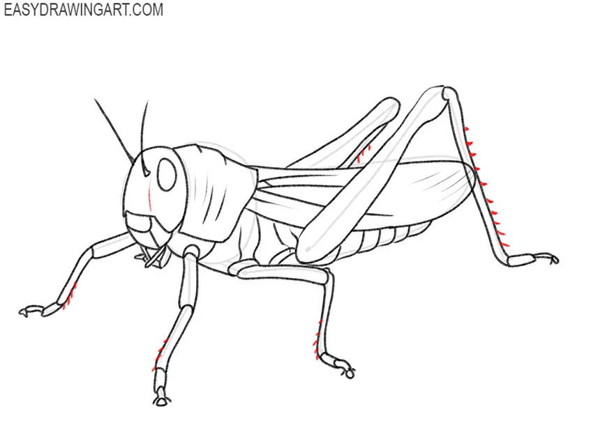 cute grasshopper drawing