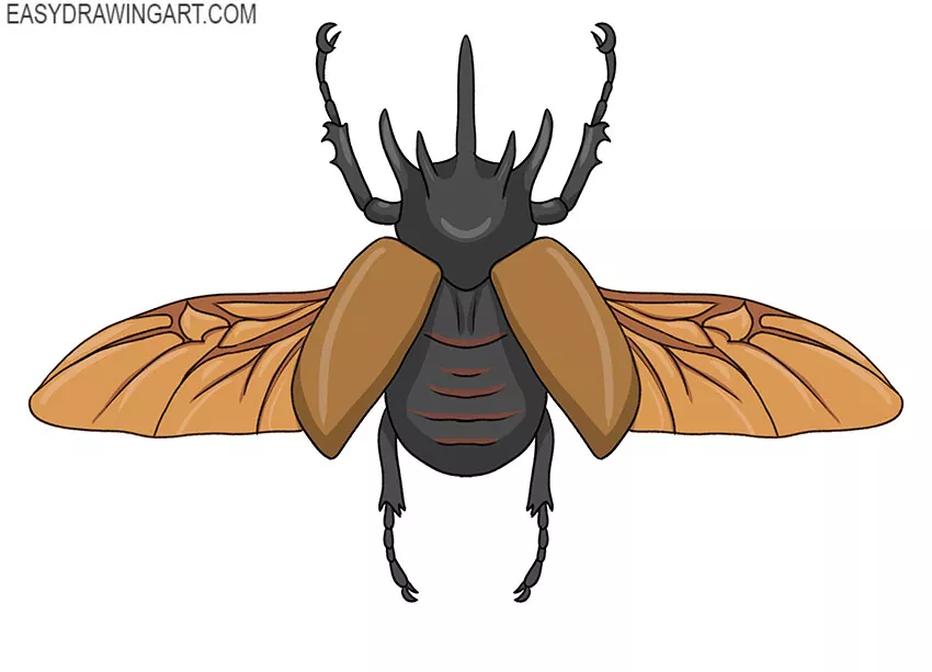  how to draw a beetle for beginners