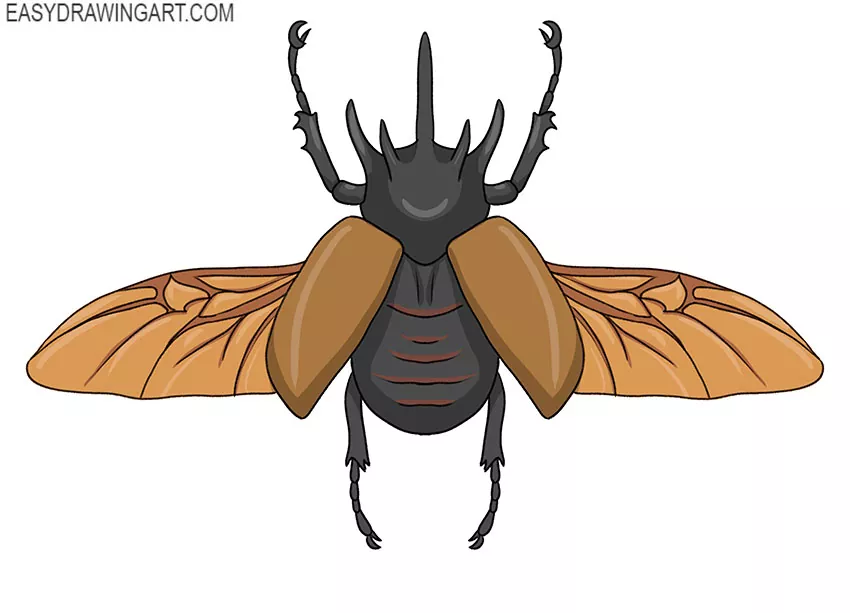 How to Draw a Beetle Easy Drawing Art