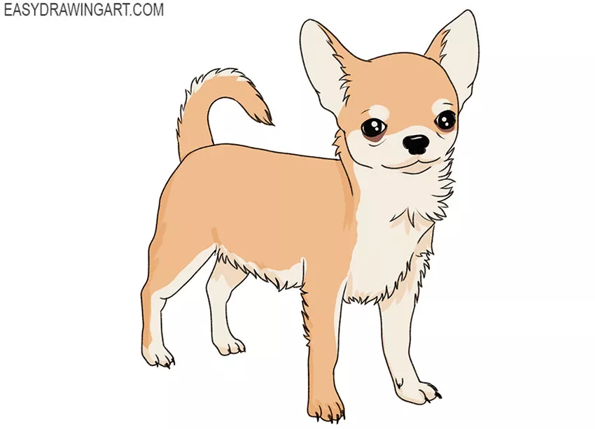  how to draw a cartoon chihuahua