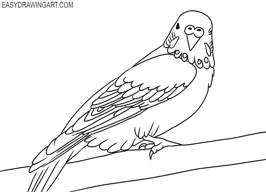 how to draw a cute budgie