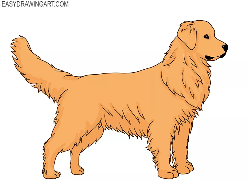 how to draw a golden retriever for beginners