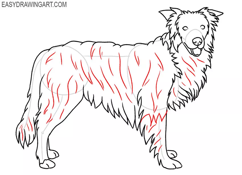 how to draw a simple border collie