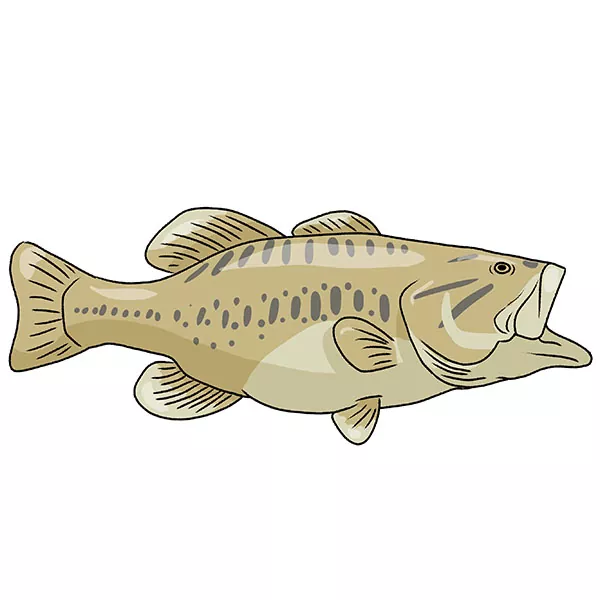 How to Draw a Bass Fish