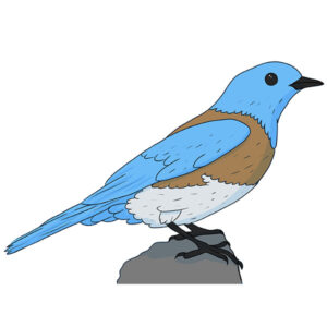 How to Draw a Blue Bird