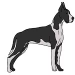 How to Draw a Great Dane