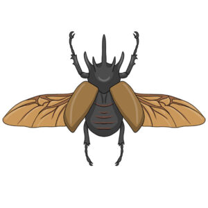 how to draw a beetle