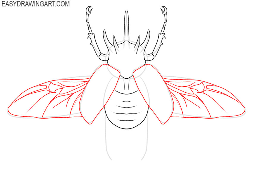 beetle drawing lesson