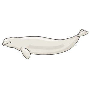 how to draw a beluga whale