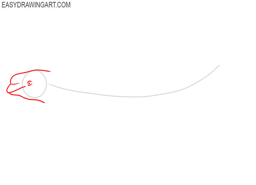 how to draw a beluga whale step by step