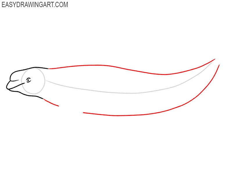 how to draw a beluga whale art hub