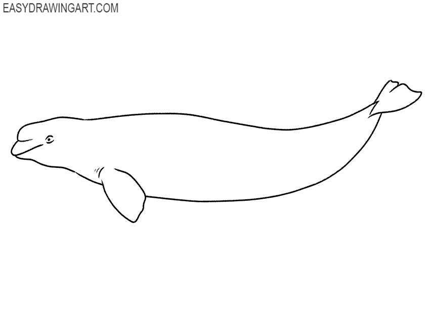 how to draw a cartoon beluga whale