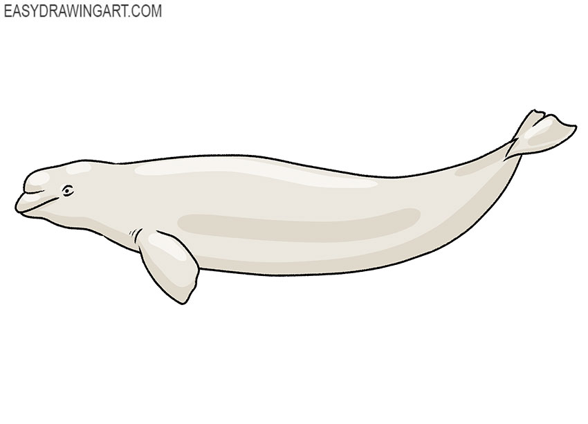 how to draw a cute beluga whale