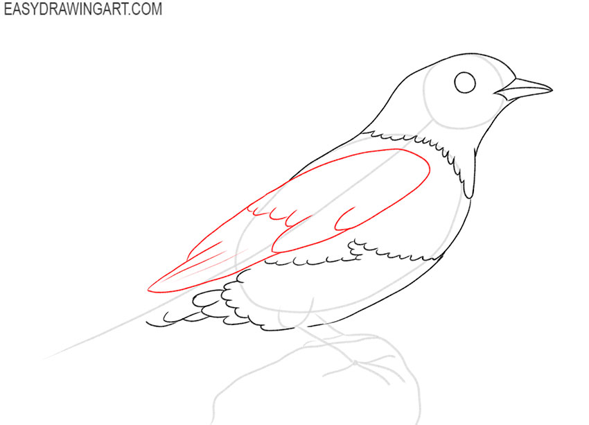 how to draw an eastern blue bird