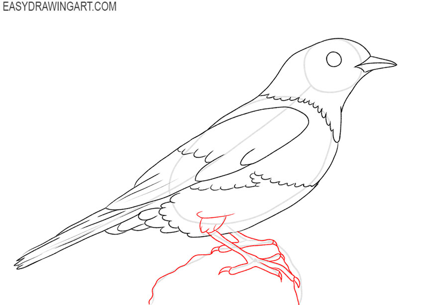 How to Draw a Blue Bird for beginners