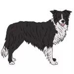 How to Draw a Border Collie