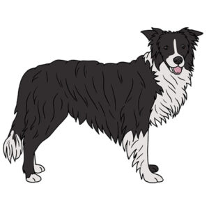 how to draw a border collie