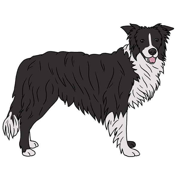 How to Draw a Border Collie Easy Drawing Art