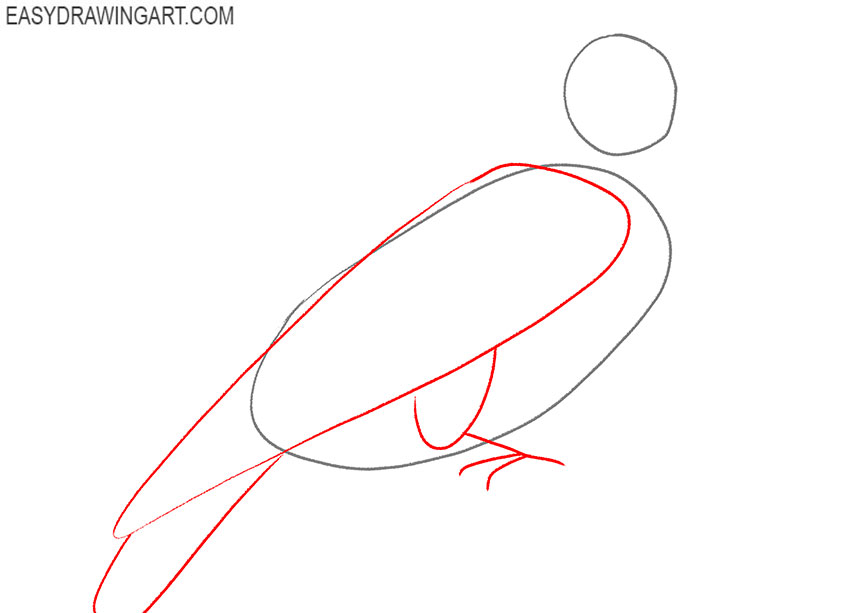 how to draw a budgie flying