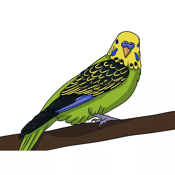 how to draw a budgie