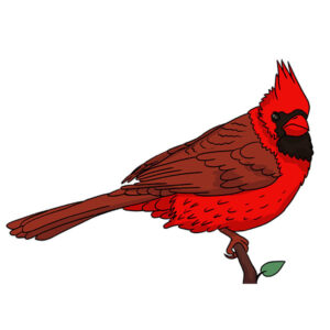 how to draw a cardinal bird