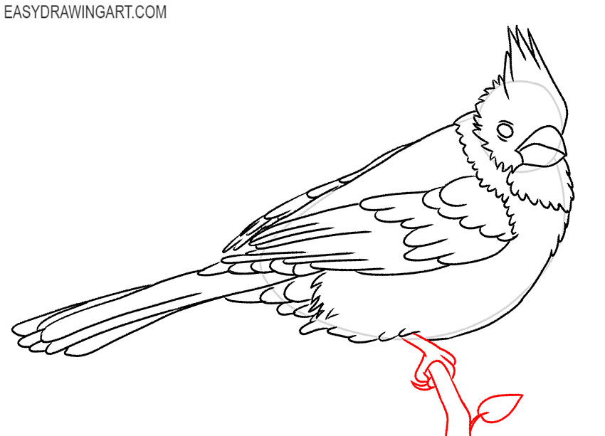 how to draw a cardinal bird for beginners