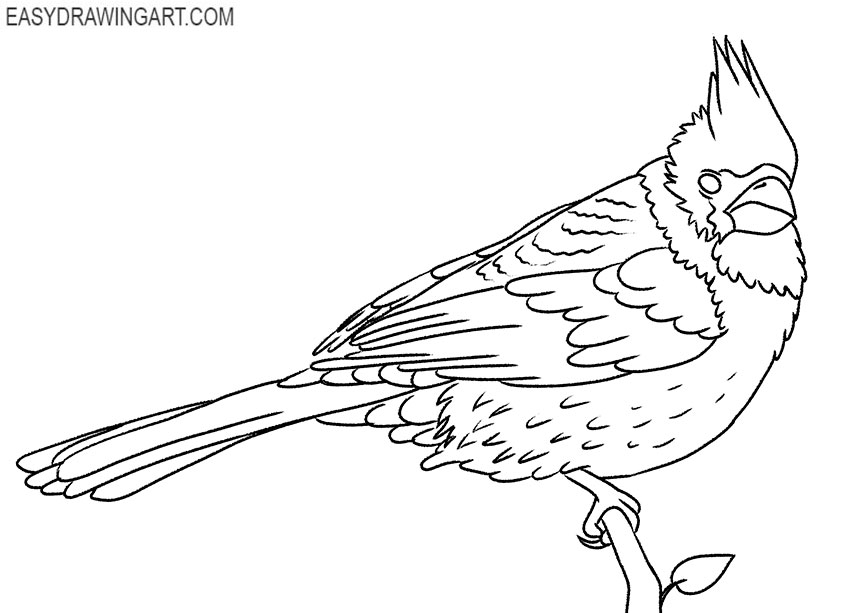 cardinal bird drawing tutorial