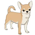 How to Draw a Chihuahua