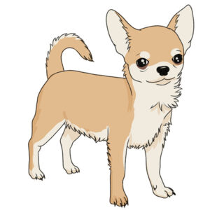 how to draw a chihuahua