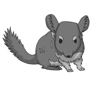 how to draw a chinchilla
