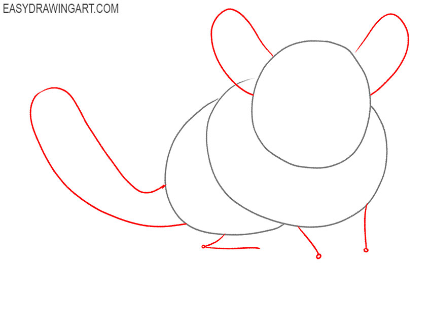 how to draw a chinchilla step by step