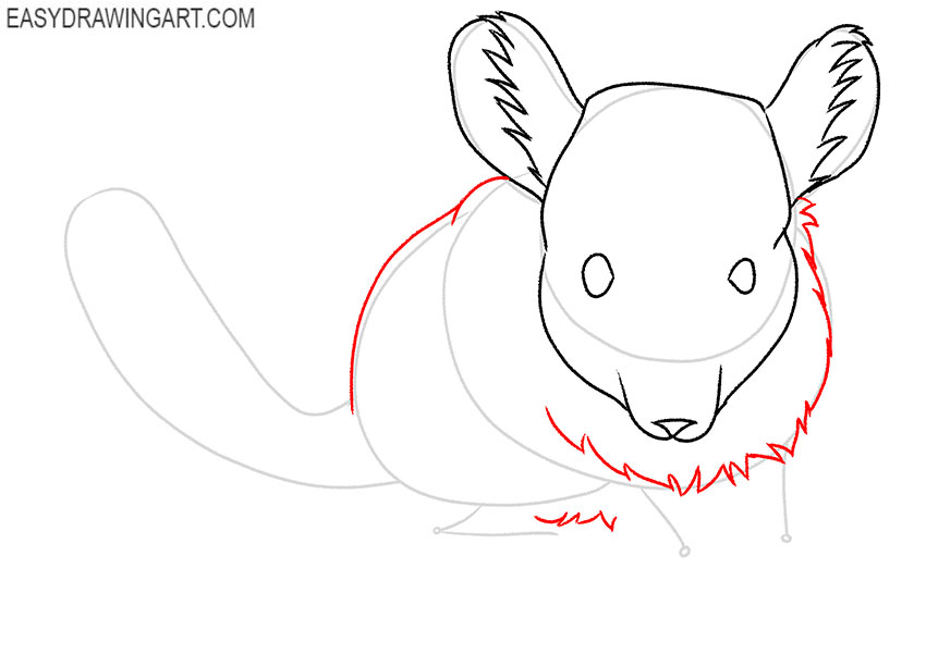 how to draw a realistic chinchilla