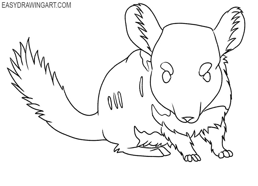 chinchilla drawing lesson