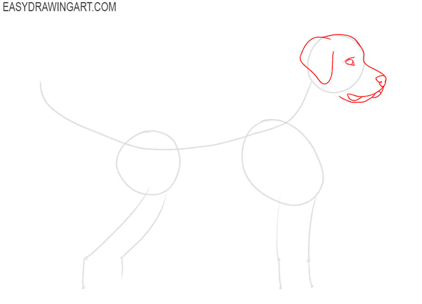 how to draw a golden retriever step by step