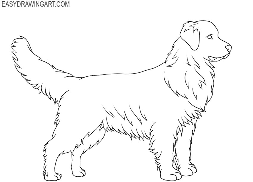 how to draw an easy golden retriever