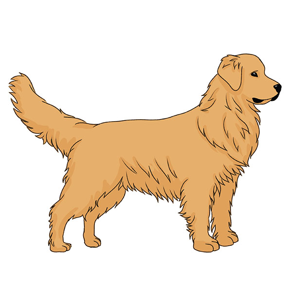 How to Draw a Golden Retriever - Easy Drawing Art