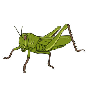how to draw a grasshopper