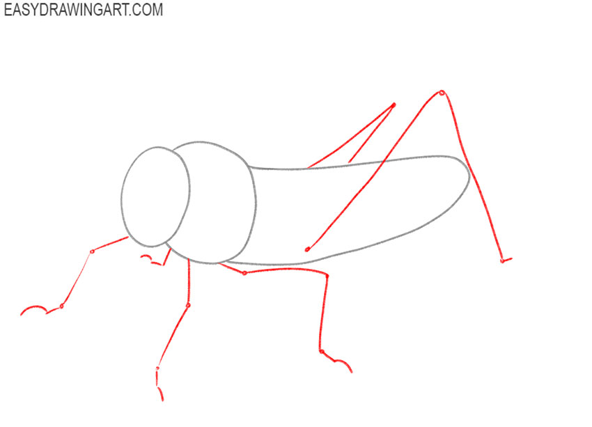 how to draw a grasshopper step by step