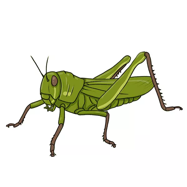 How to Draw a Grasshopper - Easy Drawing Art