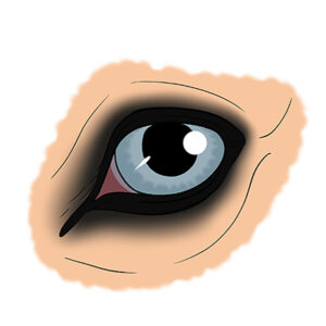 how to draw a horse eye