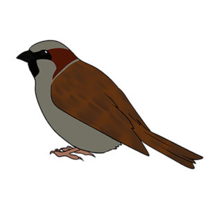 how to draw a sparrow