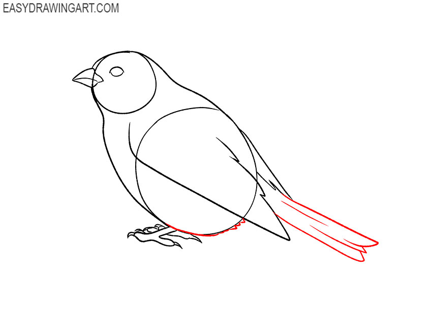 how to draw a sparrow bird step by step