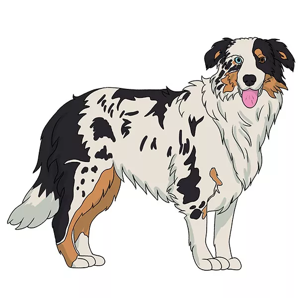 how to draw an Australian Shepherd